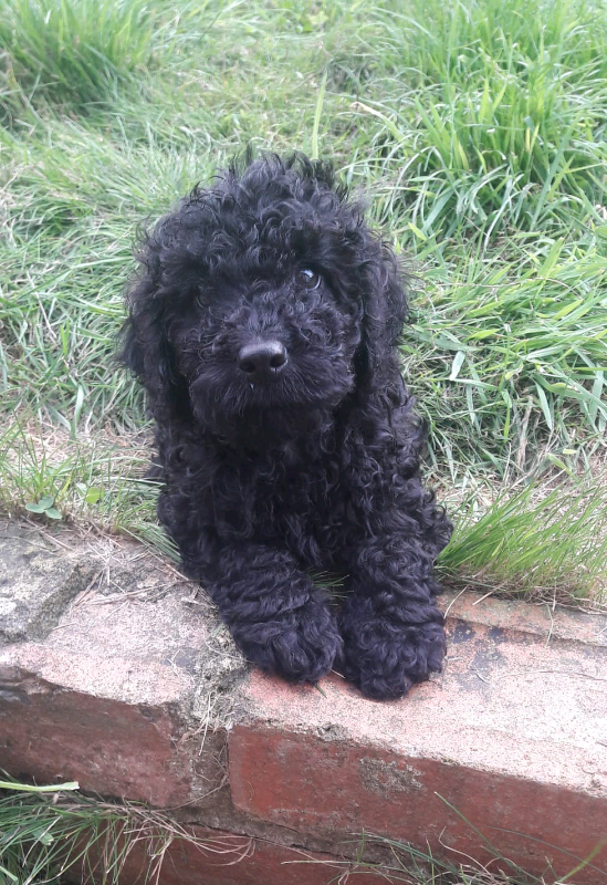 miniature poodle gumtree